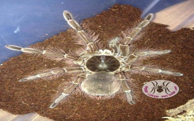 Theraphosa Blondi Sling Tarantula